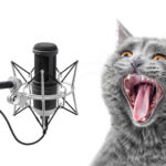 Very,Loud,Singing,Cat,Into,A,Microphone,On,A,White